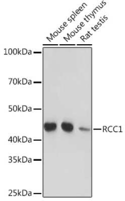 Western Blot: RCC1 Antibody (1F0C5) [NBP3-15295]