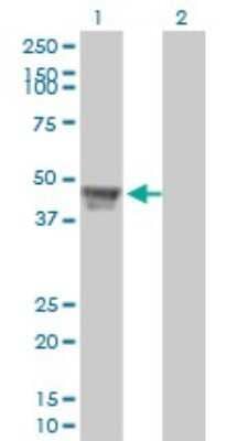 Western Blot: RCC1 Antibody (2F1) [H00001104-M01]