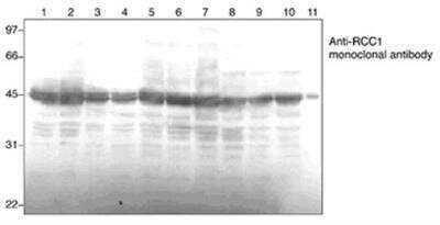 Western Blot: RCC1 Antibody (3D11) [NBP1-97543]