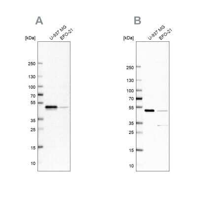 Western Blot: RCC1 Antibody [NBP1-85638]