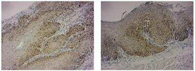 Immunohistochemistry-Paraffin: RCC2 Antibody [NB110-40619]