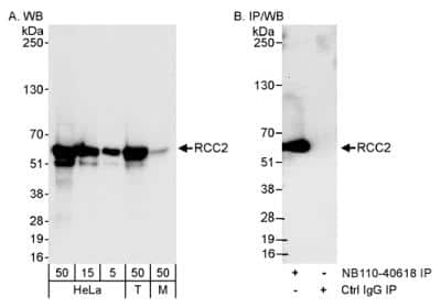 Western Blot: RCC2 Antibody [NB110-40618]