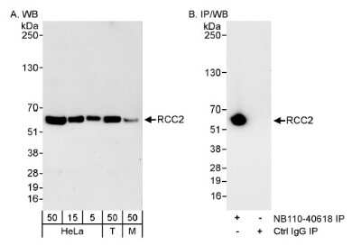 Western Blot: RCC2 Antibody [NB110-40619]