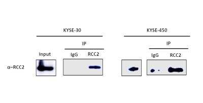 Western Blot: RCC2 Antibody [NB110-40619]