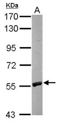 Western Blot: RCC2 Antibody [NBP1-32602]