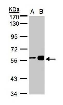 Western Blot: RCC2 Antibody [NBP1-32602]