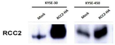 Western Blot: RCC2 Antibody [NBP1-32602]