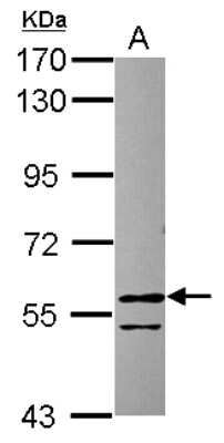 Western Blot: RCC2 Antibody [NBP2-20118]