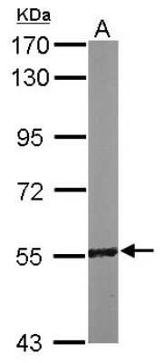 Western Blot: RCC2 Antibody [NBP2-20118]