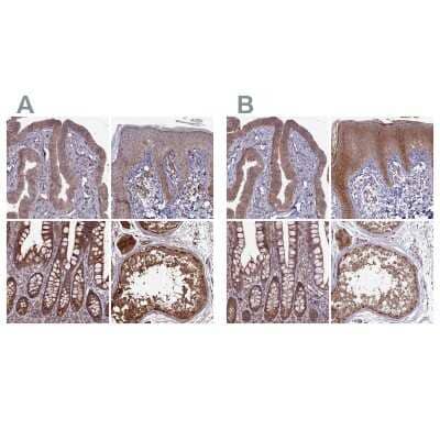 Immunohistochemistry-Paraffin: RCCD1 Antibody [NBP1-93518]