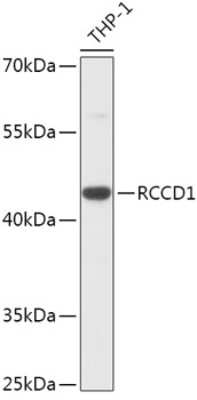 Western Blot: RCCD1 AntibodyAzide and BSA Free [NBP2-94418]