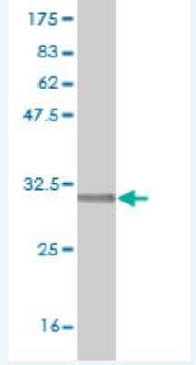 Western Blot: RCE1 Antibody (6A6) [H00009986-M06]