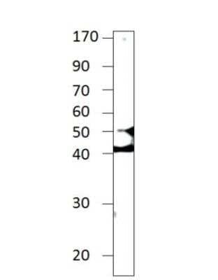 Western Blot: RCE1 Antibody [NBP3-12489]