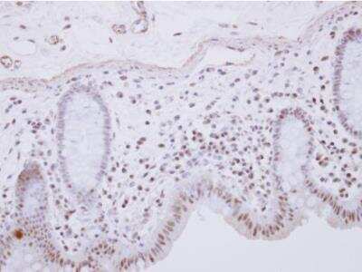 Immunohistochemistry-Paraffin: RCL1 Antibody [NBP2-15096]