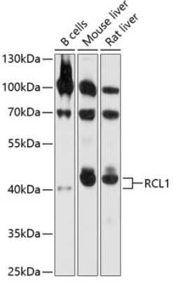 Western Blot: RCL1 AntibodyAzide and BSA Free [NBP2-94892]