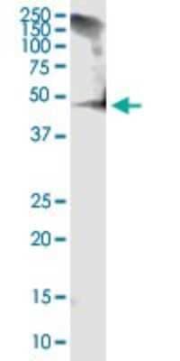 Western Blot: RCN1 Antibody (1F8-E4) [H00005954-M01]