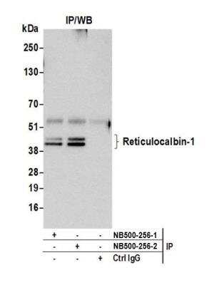 Immunoprecipitation: RCN1 Antibody [NB500-256]
