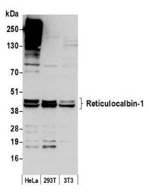 Western Blot: RCN1 Antibody [NB500-256]