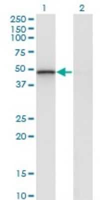 Western Blot: RCN2 Antibody (1A9) [H00005955-M02]