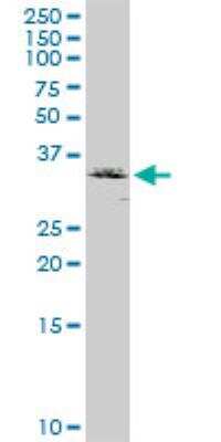 Western Blot: RCN2 Antibody [H00005955-D01P]