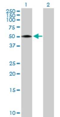 Western Blot: RCN2 Antibody [H00005955-D01P]