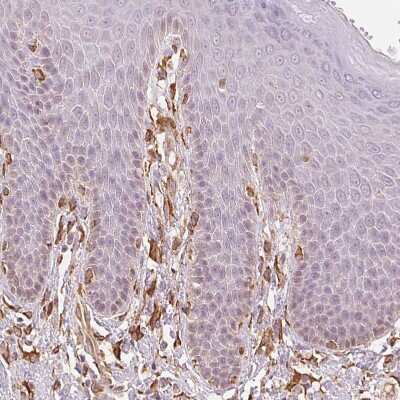 Immunohistochemistry-Paraffin: RCN3 Antibody [NBP2-38627]