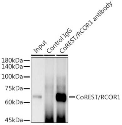 Immunoprecipitation: RCOR1/CoREST Antibody (9B3R7) [NBP3-16225]