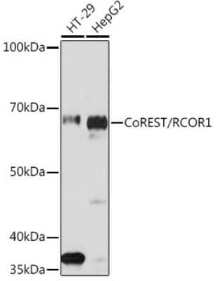 Western Blot: RCOR1/CoREST Antibody (9B3R7) [NBP3-16225]
