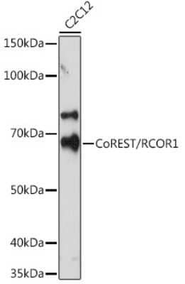 Western Blot: RCOR1/CoREST Antibody (9B3R7) [NBP3-16225]