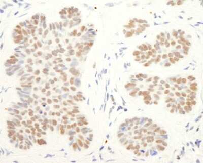 Immunohistochemistry-Paraffin: RCOR1/CoREST Antibody [NB600-240]