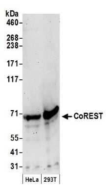 Western Blot: RCOR1/CoREST Antibody [NB600-240]