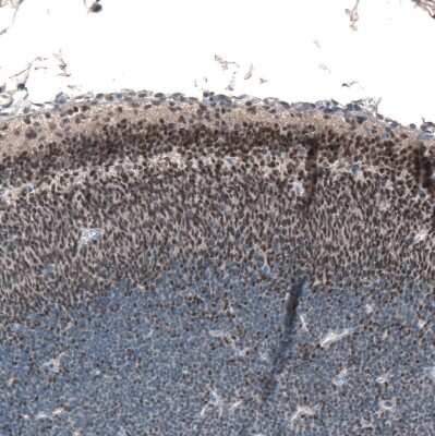 Immunohistochemistry-Paraffin: RCOR2 Antibody [NBP1-92323]