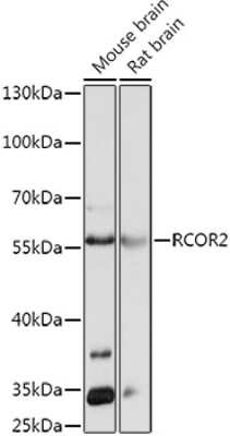 Western Blot: RCOR2 AntibodyAzide and BSA Free [NBP2-93242]