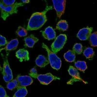 Immunocytochemistry/ Immunofluorescence: RCSD 1 Antibody [NBP3-17533]