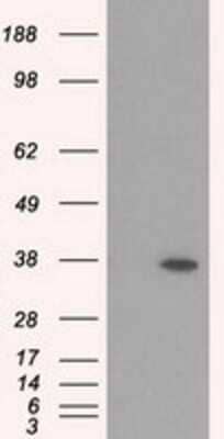 Western Blot: RDH11 Antibody (OTI1B4)Azide and BSA Free [NBP2-73843]