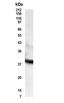 Western Blot: RDH11 AntibodyBSA Free [NBP2-27584]