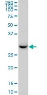 Western Blot: RDH13 Antibody [H00112724-B01P]