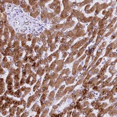 Immunohistochemistry-Paraffin: RDH16 Antibody [NBP1-87117]
