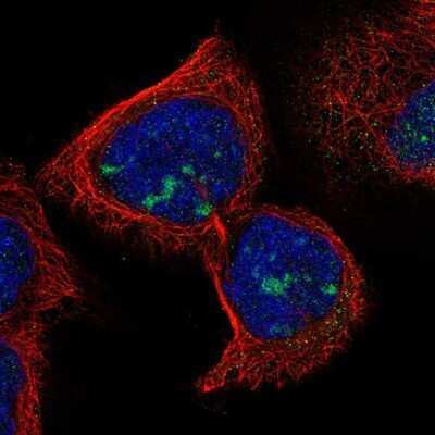 Immunocytochemistry/ Immunofluorescence: RDM1 Antibody [NBP1-82708]