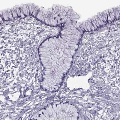 Immunohistochemistry-Paraffin: RDM1 Antibody [NBP2-62656]