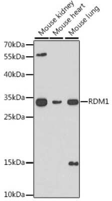 Western Blot: RDM1 AntibodyBSA Free [NBP2-95218]