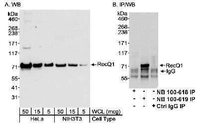 Western Blot: RECQ1 Antibody [NB100-618]