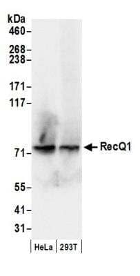 Western Blot: RECQ1 Antibody [NB100-619]