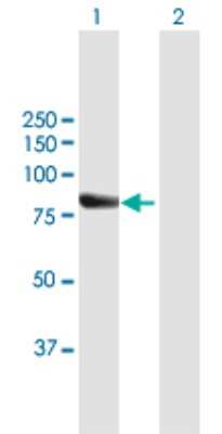 Western Blot: RECQL4 Antibody [H00009401-B01P]