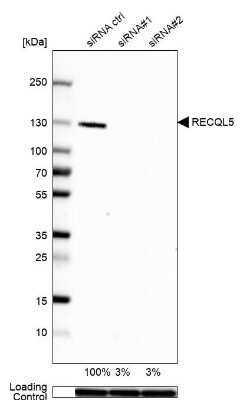 Western Blot: RECQL5 Antibody [NBP1-83438]