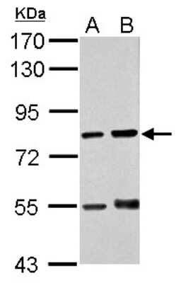 Western Blot: RED Antibody [NBP1-30927]