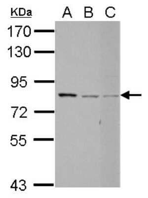 Western Blot: RED Antibody [NBP2-20120]