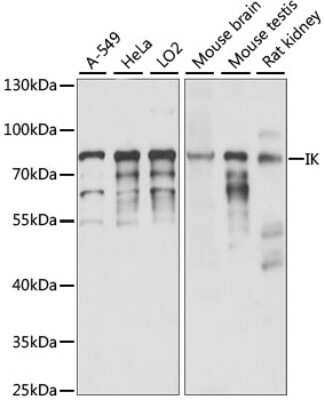 Western Blot: RED AntibodyAzide and BSA Free [NBP2-94615]