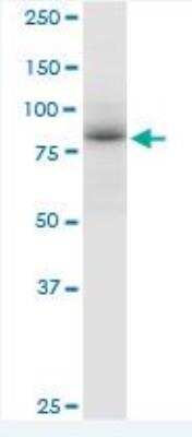 Western Blot: RED1 Antibody [H00000104-B01P]