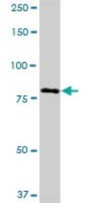 Western Blot: RED1 Antibody [H00000104-B01P]